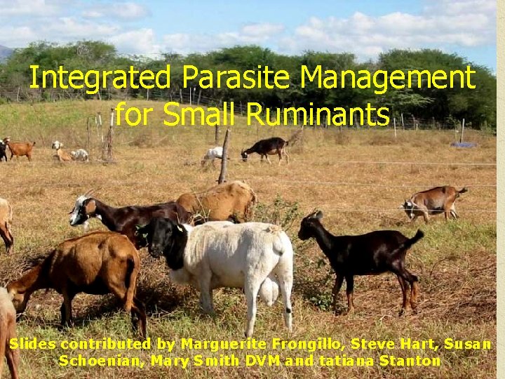 Integrated Parasite Management for Small Ruminants Slides contributed by Marguerite Frongillo, Steve Hart, Susan