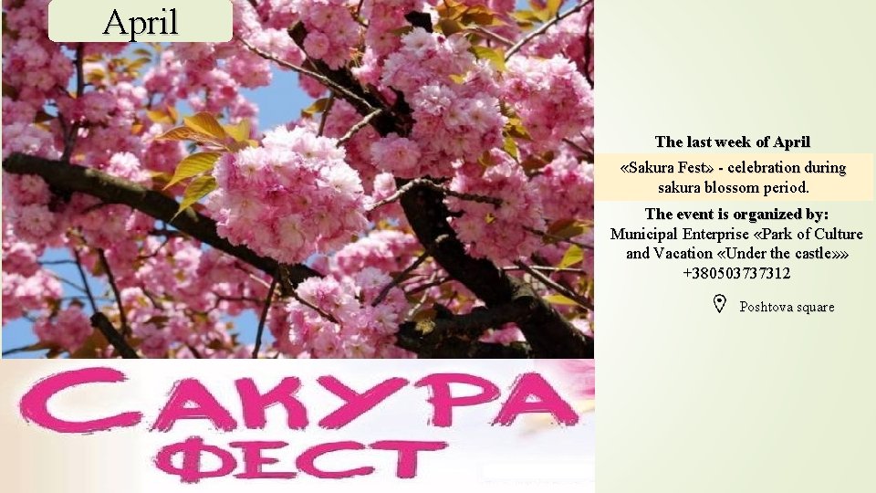 April The last week of April «Sakura Fest» - celebration during sakura blossom period.