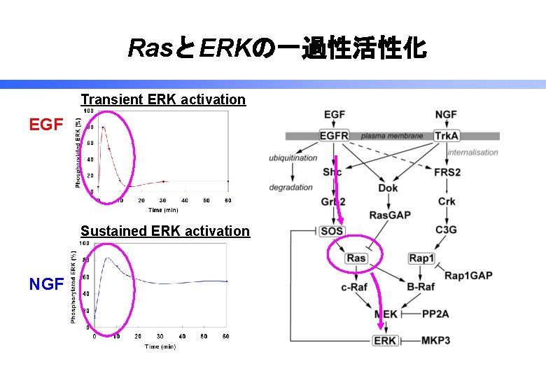 RasとERKの一過性活性化 Transient ERK activation EGF Sustained ERK activation NGF 