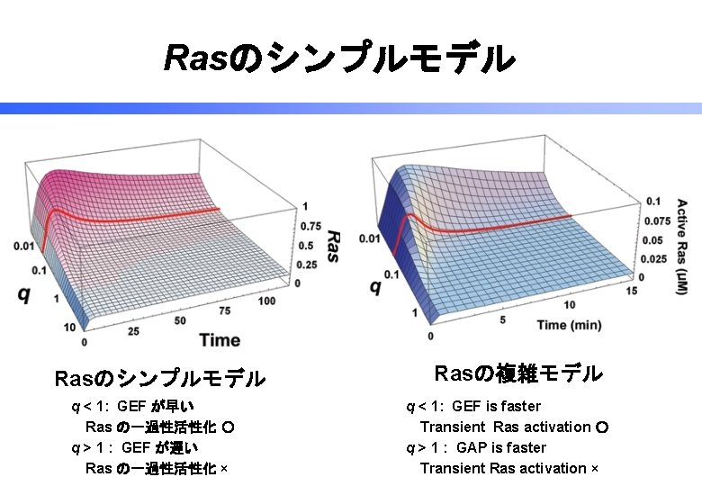 Rasのシンプルモデル q < 1: GEF が早い 　Ras の一過性活性化 〇 q > 1 : GEF