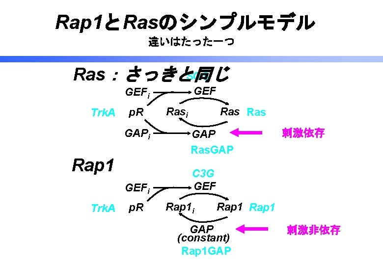 Rap 1とRasのシンプルモデル 違いはたった一つ SOS Ras：さっきと同じ GEFi Trk. A p. R GAPi Rap 1 GEFi