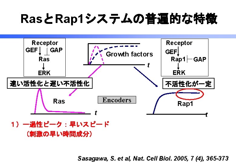 RasとRap 1システムの普遍的な特徴 Receptor GEF GAP Ras Growth factors t Receptor GEF Rap 1 GAP