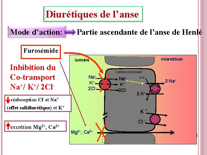 Diurétiques de l’anse Mode d’action: Partie ascendante de l’anse de Henlé Furosémide interstitium lumière