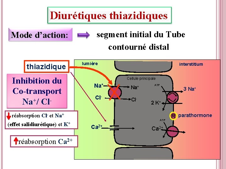 Diurétiques thiazidiques Mode d’action: thiazidique Inhibition du Co-transport Na+/ Cl- segment initial du Tube