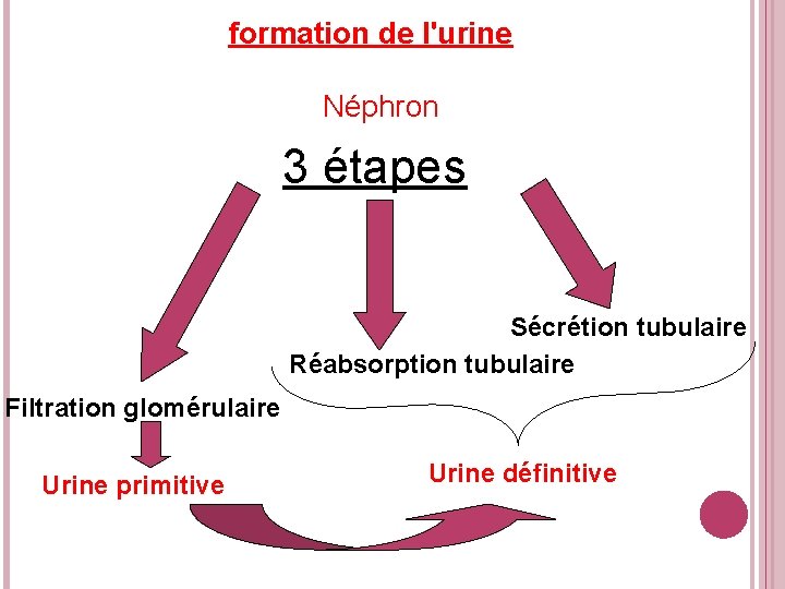  formation de l'urine Néphron 3 étapes Sécrétion tubulaire Réabsorption tubulaire Filtration glomérulaire Urine
