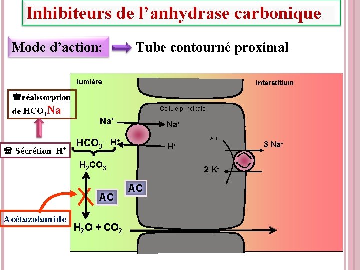 Inhibiteurs de l’anhydrase carbonique Mode d’action: Tube contourné proximal lumière interstitium réabsorption de HCO