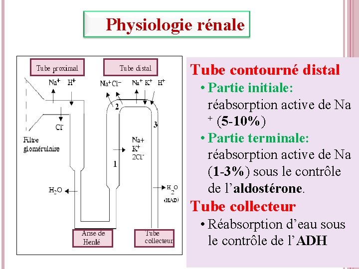  Physiologie rénale Filtration glomérulaire Anse de Henlé Tube contourné distal • Urine primitive