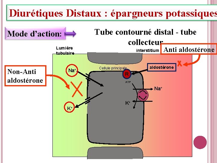 Diurétiques Distaux : épargneurs potassiques Mode d’action: Lumière tubulaire Non-Anti aldostérone Na+ Tube contourné
