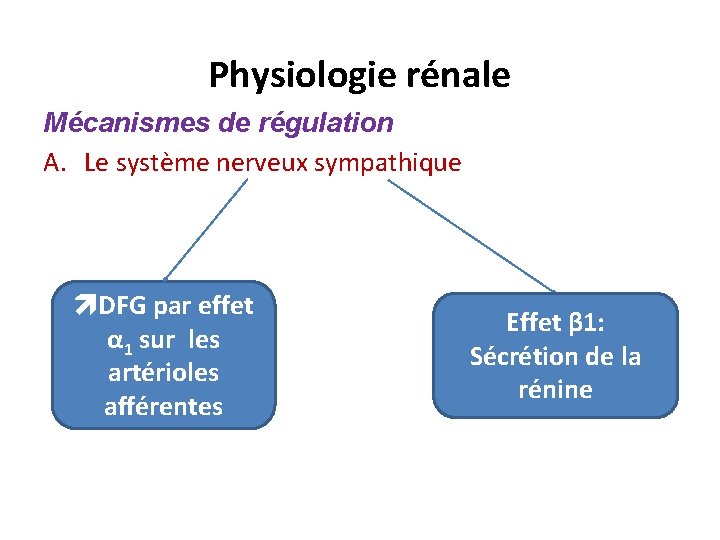 Physiologie rénale Mécanismes de régulation A. Le système nerveux sympathique DFG par effet α