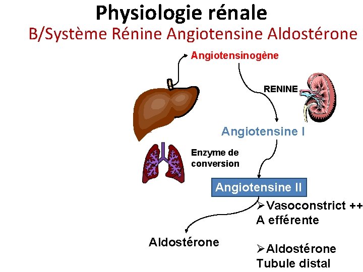 Physiologie rénale B/Système Rénine Angiotensine Aldostérone Angiotensinogène RENINE Angiotensine I Enzyme de conversion Angiotensine