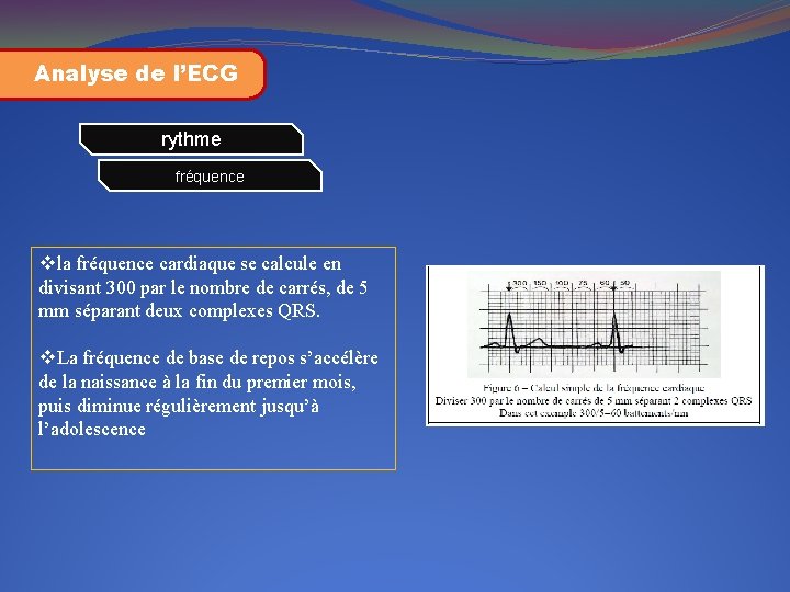 Analyse de l’ECG rythme fréquence vla fréquence cardiaque se calcule en divisant 300 par