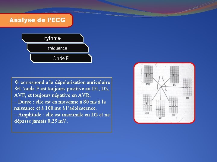 Analyse de l’ECG rythme fréquence Onde P v correspond a la dépolarisation auriculaire v.