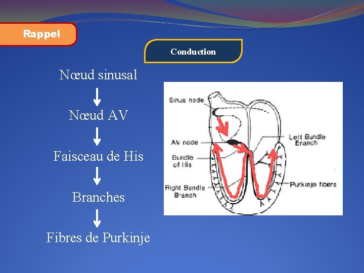 Rappel Conduction Nœud sinusal Nœud AV Faisceau de His Branches Fibres de Purkinje 