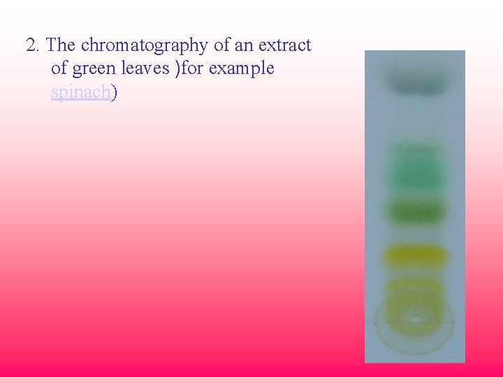 2. The chromatography of an extract of green leaves )for example spinach) 