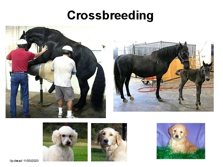 Crossbreeding Updated: 11/30/2020 