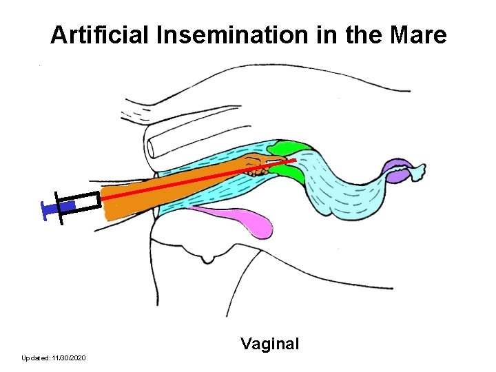 Artificial Insemination in the Mare Vaginal Updated: 11/30/2020 