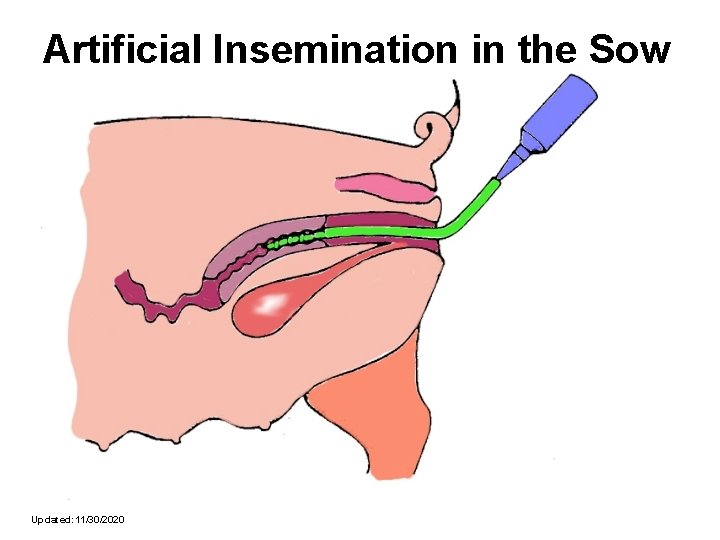 Artificial Insemination in the Sow Updated: 11/30/2020 