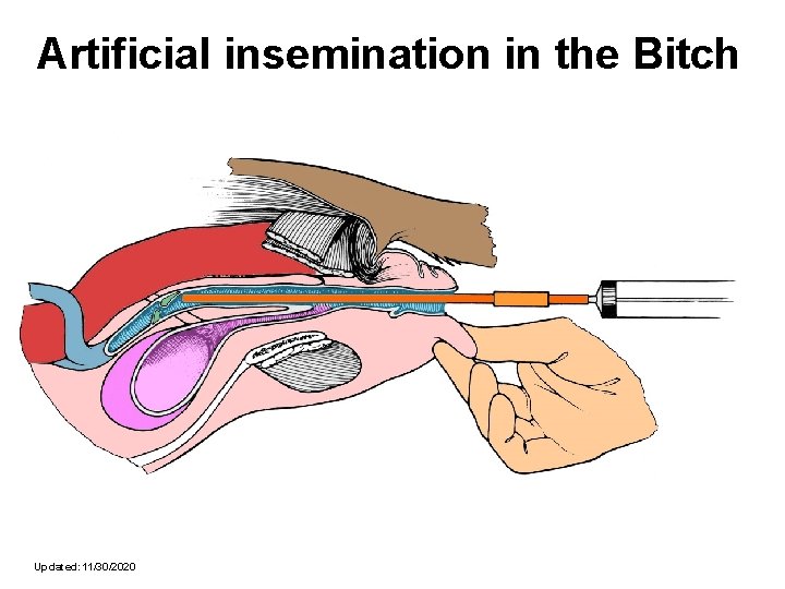 Artificial insemination in the Bitch Updated: 11/30/2020 