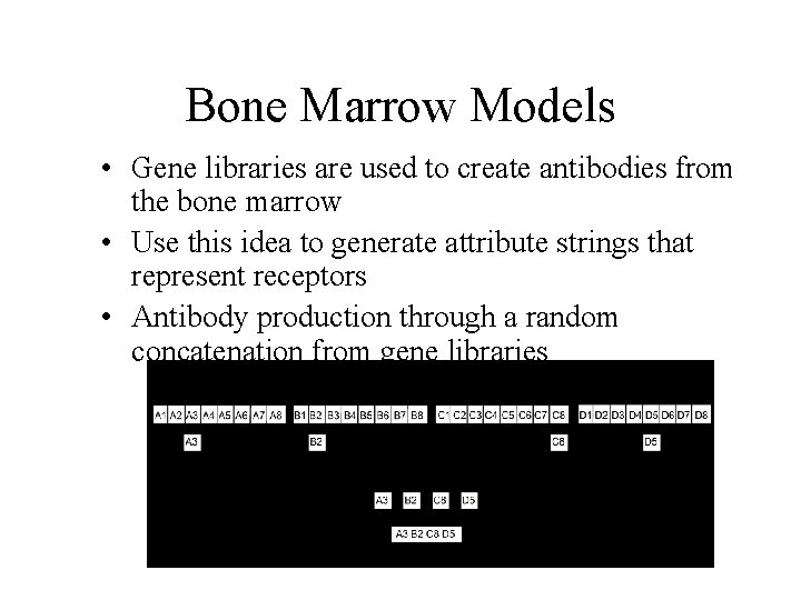 Bone Marrow Models • Gene libraries are used to create antibodies from the bone