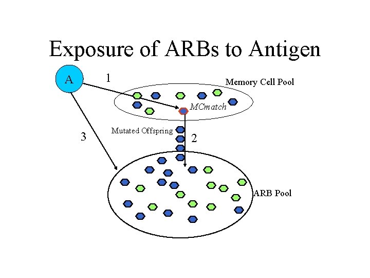 Exposure of ARBs to Antigen 1 A Memory Cell Pool MCmatch 3 Mutated Offspring
