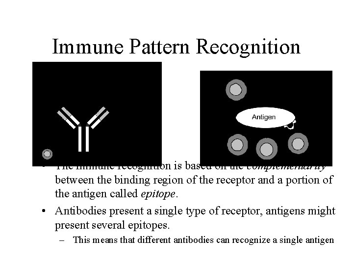 Immune Pattern Recognition • The immune recognition is based on the complementarity between the