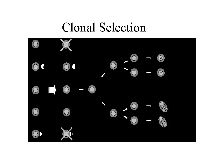 Clonal Selection 