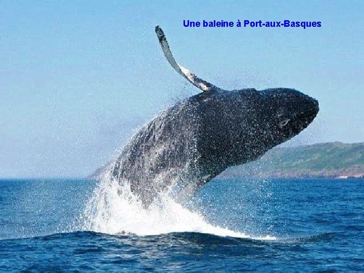 Une baleine à Port-aux-Basques 