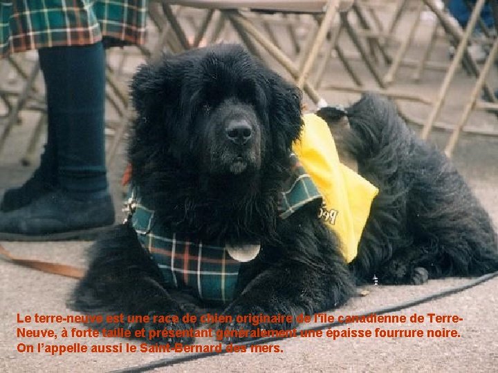 Le terre-neuve est une race de chien originaire de l'île canadienne de Terre. Neuve,