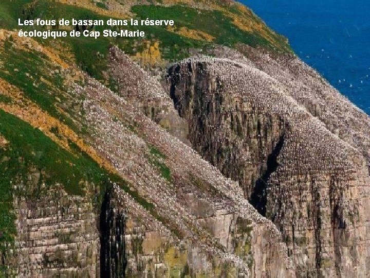 Les fous de bassan dans la réserve écologique de Cap Ste-Marie 