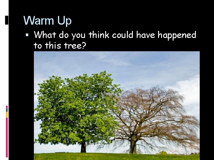 Warm Up What do you think could have happened to this tree? 