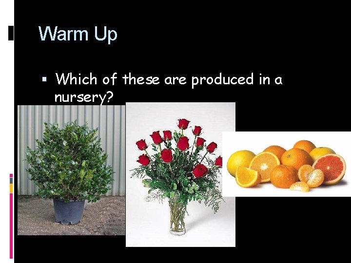 Warm Up Which of these are produced in a nursery? 