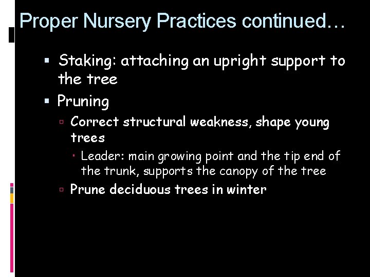 Proper Nursery Practices continued… Staking: attaching an upright support to the tree Pruning Correct