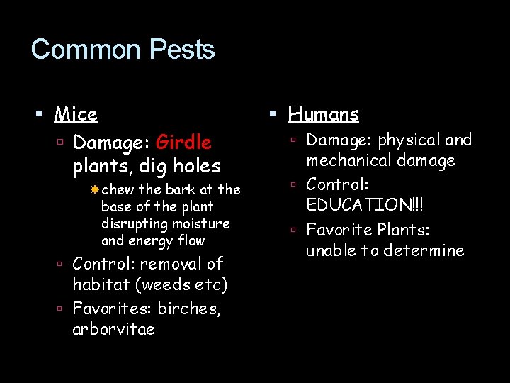 Common Pests Mice Damage: Girdle plants, dig holes chew the bark at the base