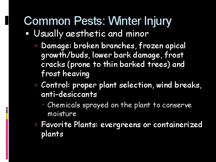 Common Pests: Winter Injury Usually aesthetic and minor Damage: broken branches, frozen apical growth/buds,