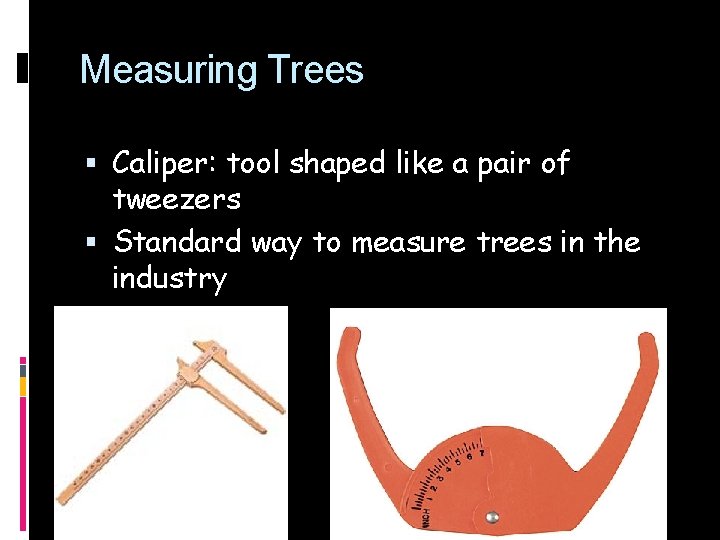 Measuring Trees Caliper: tool shaped like a pair of tweezers Standard way to measure