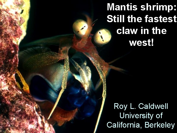Mantis shrimp: Still the fastest claw in the west! Roy L. Caldwell University of