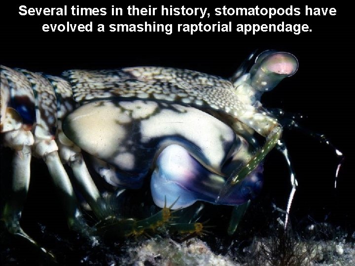 Several times in their history, stomatopods have evolved a smashing raptorial appendage. 
