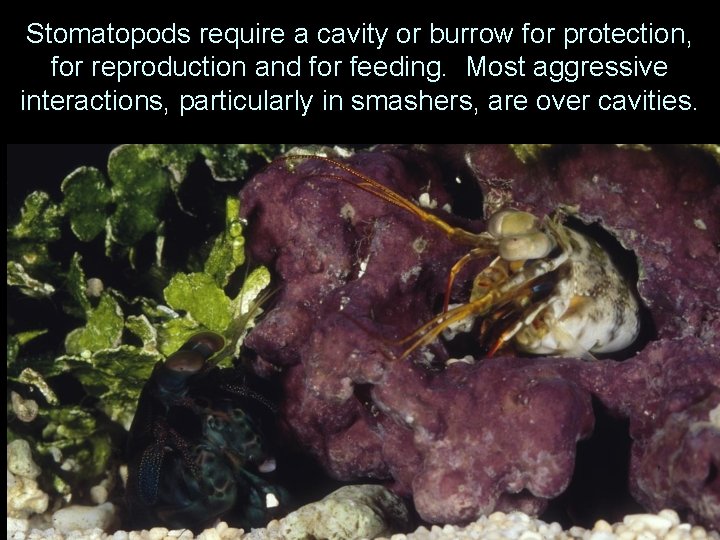 Stomatopods require a cavity or burrow for protection, for reproduction and for feeding. Most
