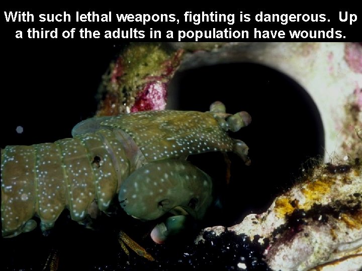 With such lethal weapons, fighting is dangerous. Up a third of the adults in