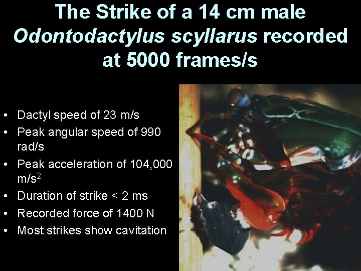 The Strike of a 14 cm male Odontodactylus scyllarus recorded at 5000 frames/s •