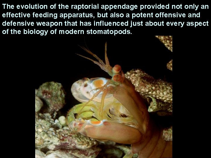 The evolution of the raptorial appendage provided not only an effective feeding apparatus, but
