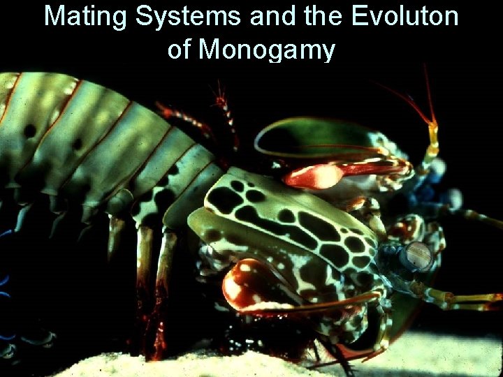 Mating Systems and the Evoluton of Monogamy 