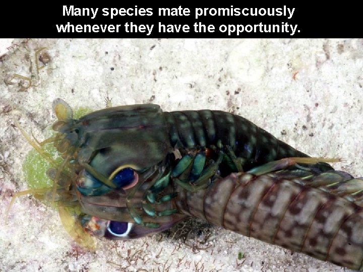 Many species mate promiscuously whenever they have the opportunity. 