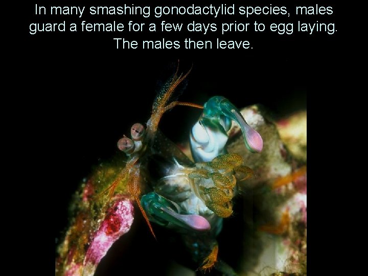 In many smashing gonodactylid species, males guard a female for a few days prior