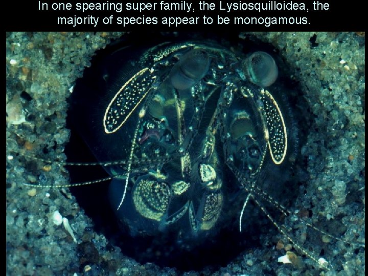 In one spearing super family, the Lysiosquilloidea, the majority of species appear to be