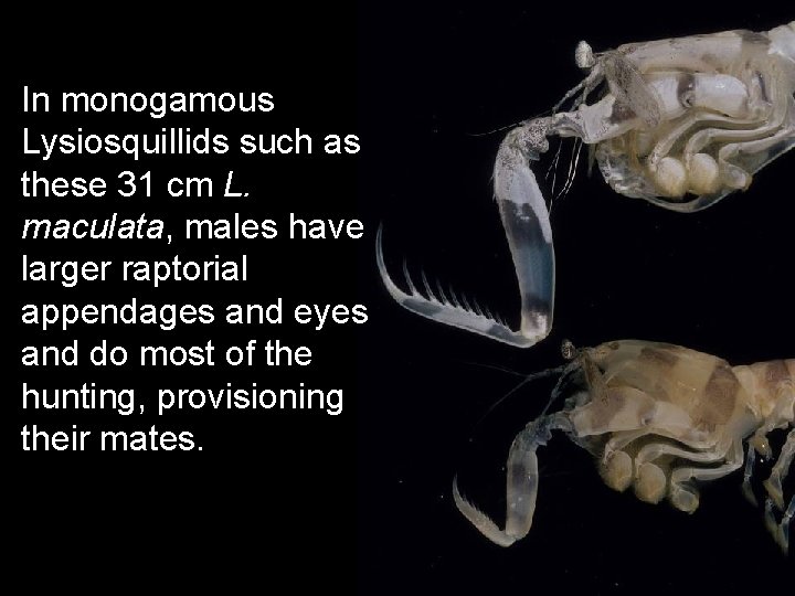 In monogamous Lysiosquillids such as these 31 cm L. maculata, males have larger raptorial