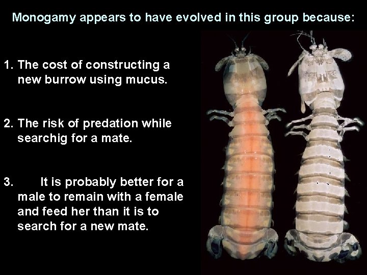 Monogamy appears to have evolved in this group because: 1. The cost of constructing