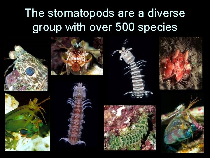 The stomatopods are a diverse group with over 500 species 