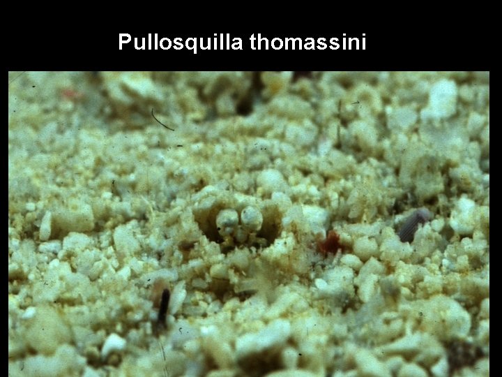 Pullosquilla thomassini 