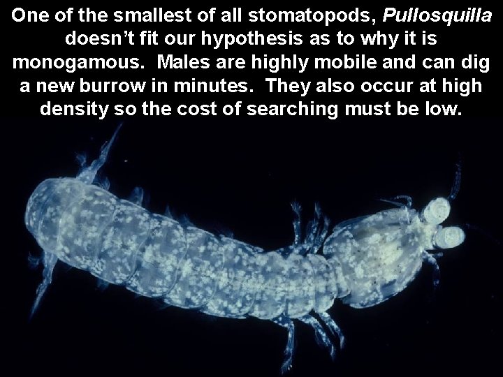 One of the smallest of all stomatopods, Pullosquilla doesn’t fit our hypothesis as to